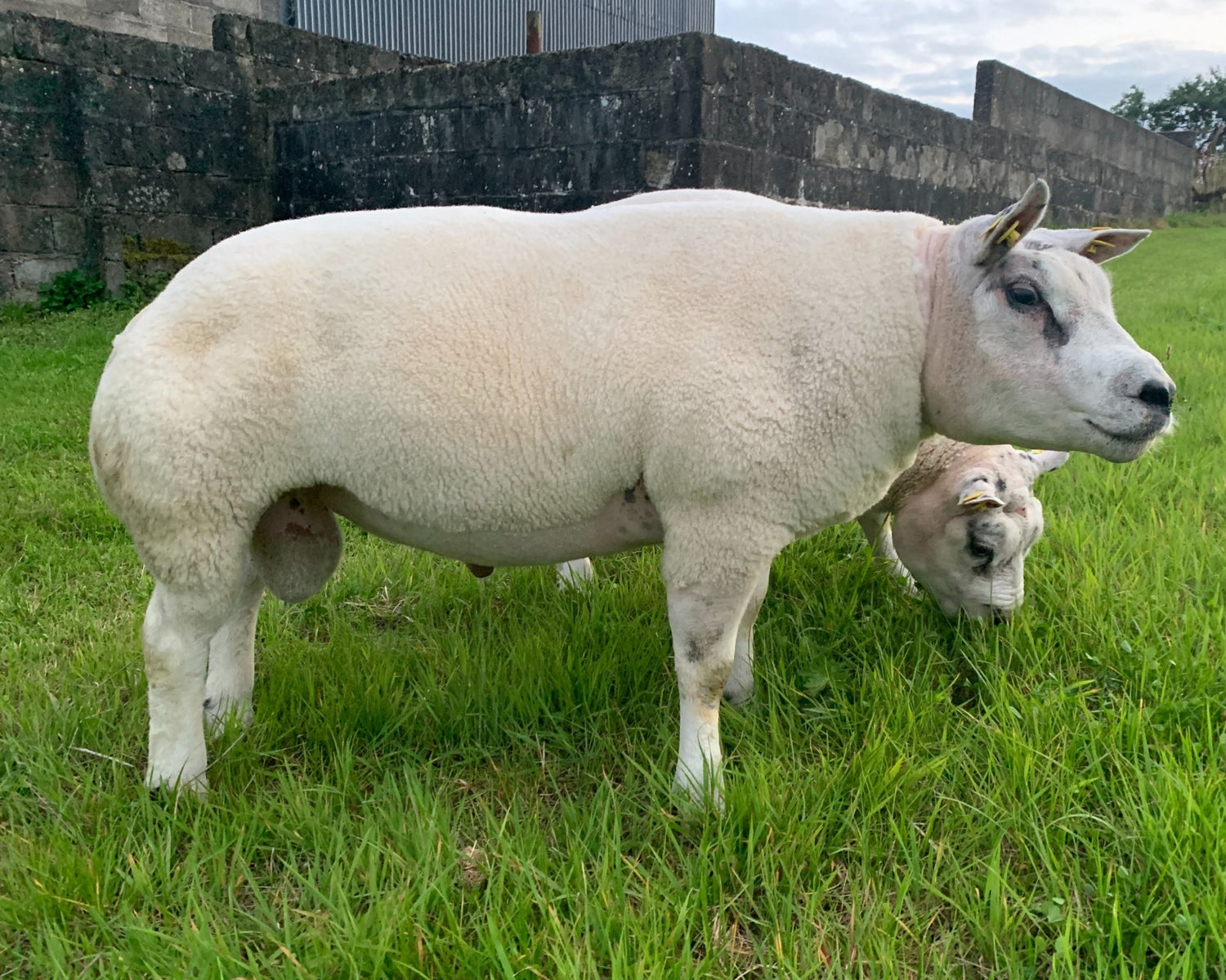 Sheep