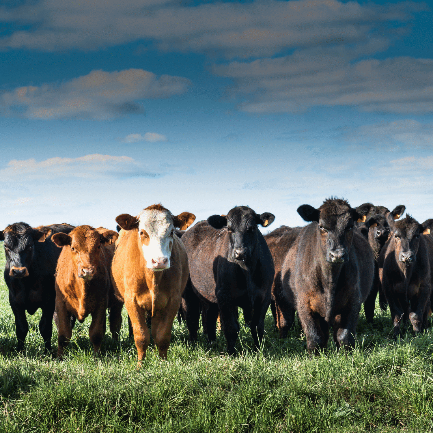 Beef Cattle