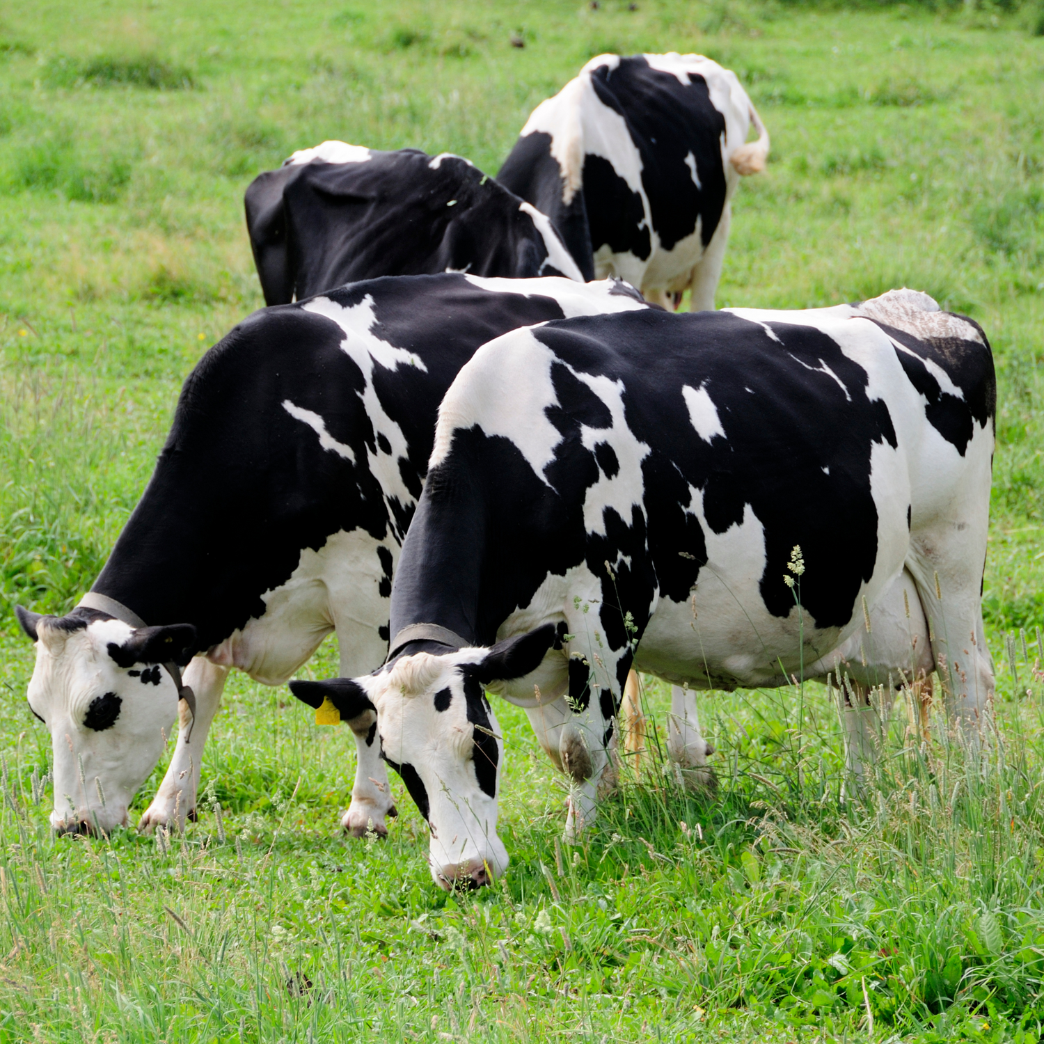 Dairy Cattle