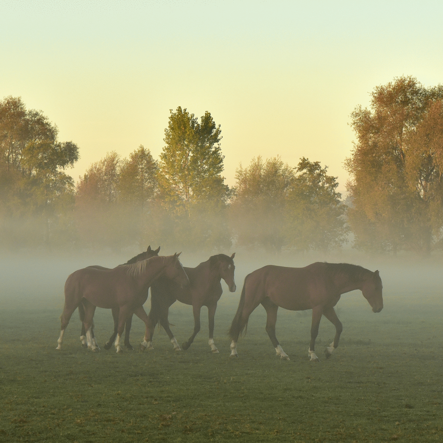Horses